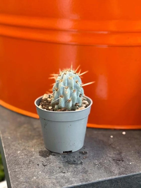 Opuncja  Opuntia Miquelii  Opuntia miquelii (1).jpg