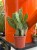 Opuncja  Opuntia Vulgaris  Opuntia vu (2).jpg