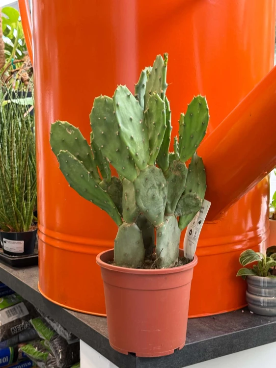 Opuncja  Opuntia Vulgaris  Opuntia vu (2).jpg