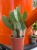 Opuncja  Opuntia Vulgaris  Opuntia vu (3).jpg