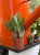 Opuncja  Opuntia Vulgaris  Opuntia vu (4).jpg