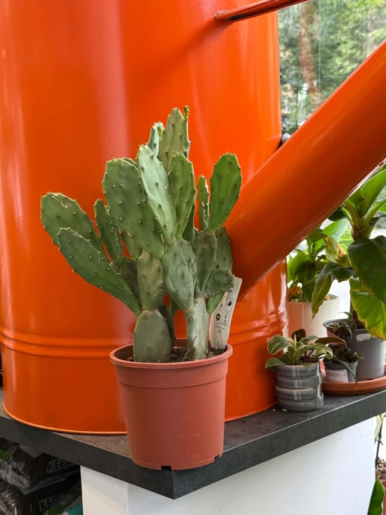 Opuncja  Opuntia Vulgaris  Opuntia vu (4).jpg
