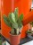 Opuncja  Opuntia Vulgaris  Opuntia vu (1).jpg