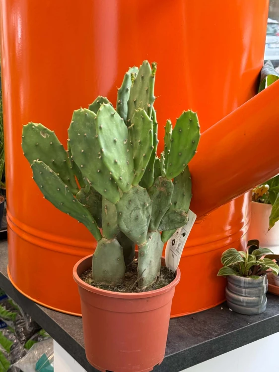 Opuncja  Opuntia Vulgaris  Opuntia vu (1).jpg