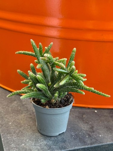 rhipsalis baccifera horrida patyczak DØ6 cm (1).jpg