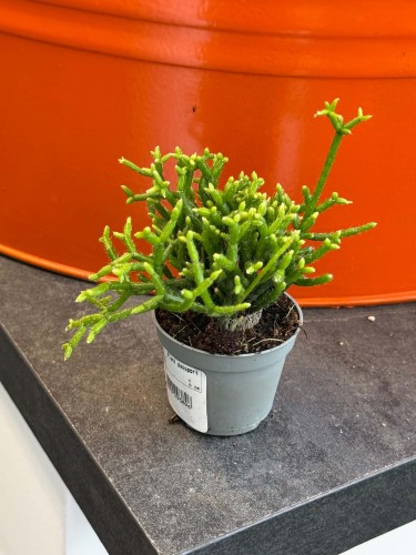 Patyczak koralowy  Rhipsalis Mesembrianthemoides  Rhipsalis mesembrianthemoides (3).jpg