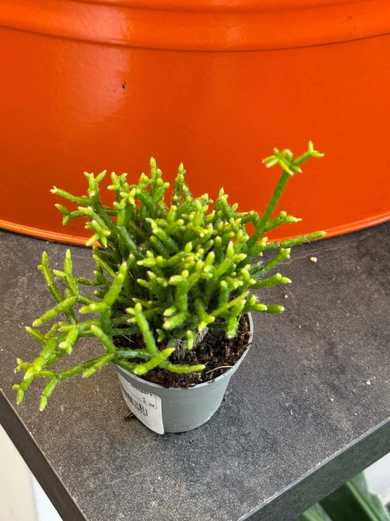 Patyczak koralowy  Rhipsalis Mesembrianthemoides  Rhipsalis mesembrianthemoides (1).jpg