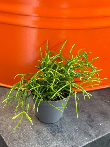 rhipsalis cassutha  (2).jpg