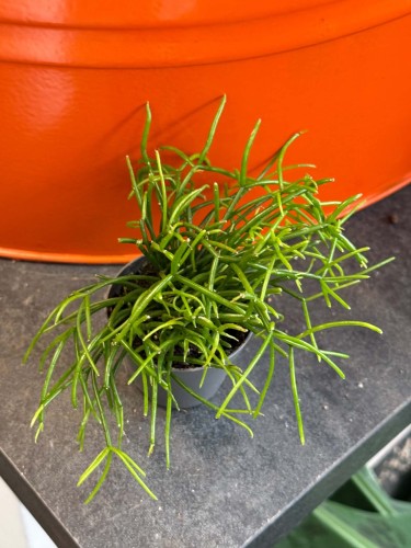 rhipsalis cassutha  (1).jpg