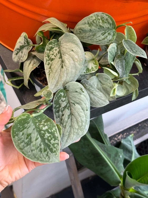 Scindapsus pictus Silvery Ann  (4).jpg