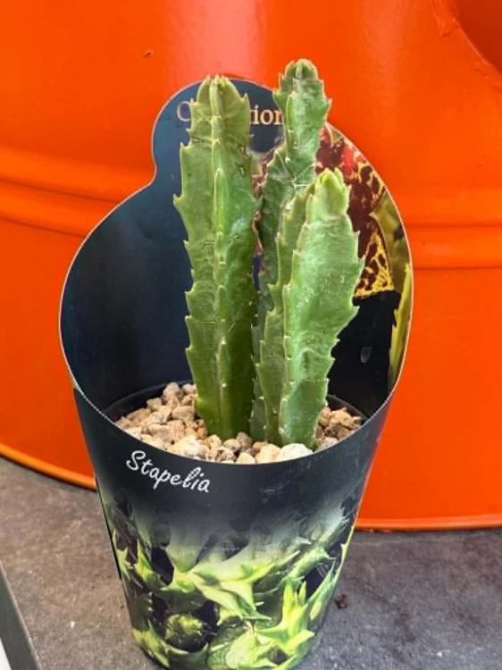 Stapelia olbrzymia  Stapelia Gigantea  Stapelia gigantea (2).jpg