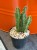 Stapelia olbrzymia  Stapelia Gigantea  Stapelia gigantea (3).jpg