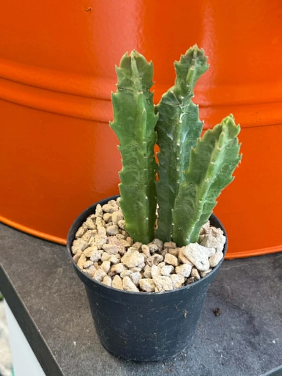 Stapelia olbrzymia  Stapelia Gigantea  Stapelia gigantea (3).jpg