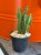 Stapelia olbrzymia  Stapelia Gigantea  Stapelia gigantea (4).jpg