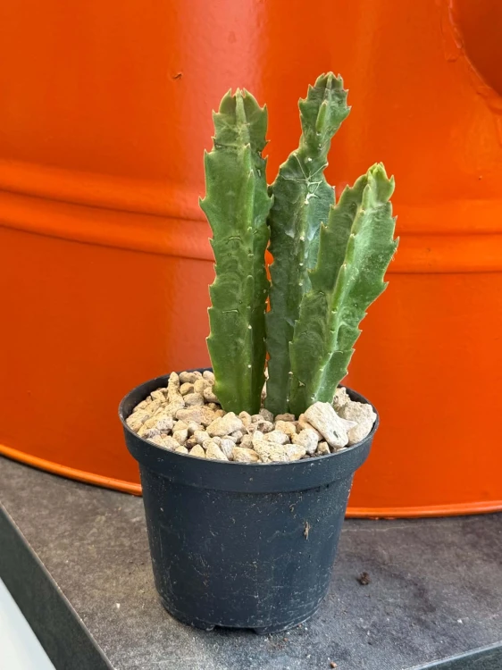 Stapelia olbrzymia  Stapelia Gigantea  Stapelia gigantea (4).jpg