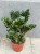 zamiokulkas zamiolistny zamioculcas zamiifolia zenzi  (2).jpg