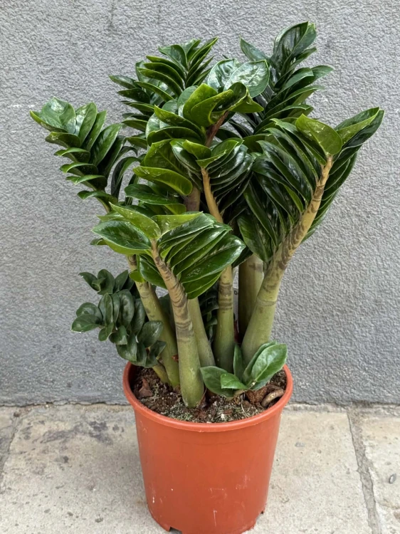 zamiokulkas zamiolistny zamioculcas zamiifolia zenzi  (1).jpg