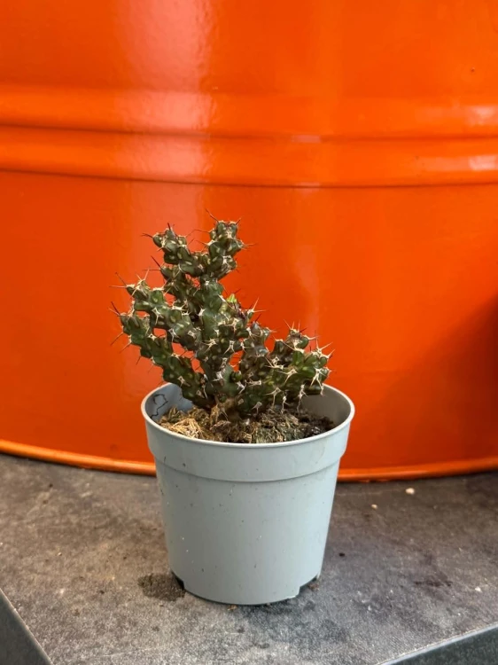 Wilczomlecz  Euphorbia Lenewtonii  Euphorbia lenewtonii (2).jpg