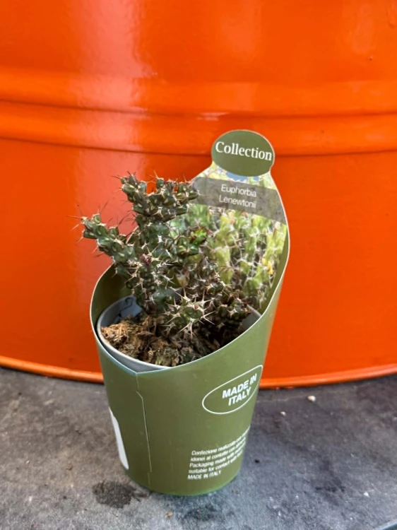 Wilczomlecz  Euphorbia Lenewtonii  Euphorbia lenewtonii (3).jpg