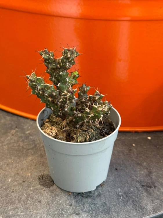 Wilczomlecz  Euphorbia Lenewtonii  Euphorbia lenewtonii (1).jpg