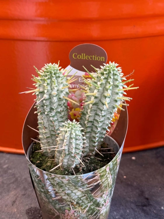 Euphorbia mammillaris wilczomlecz variegata  (2).jpg