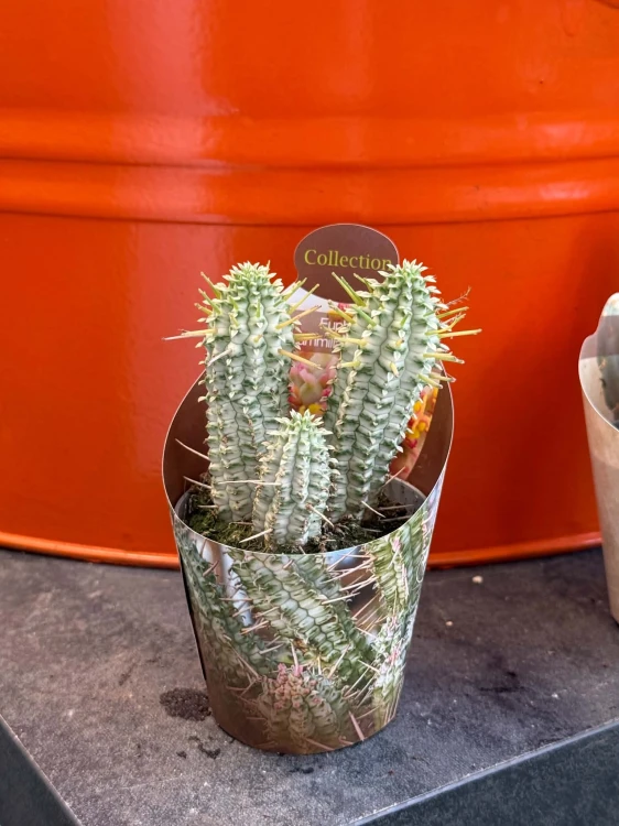 Euphorbia mammillaris wilczomlecz variegata  (3).jpg
