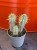 Euphorbia mammillaris wilczomlecz variegata  (4).jpg