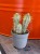 Euphorbia mammillaris wilczomlecz variegata  (1).jpg
