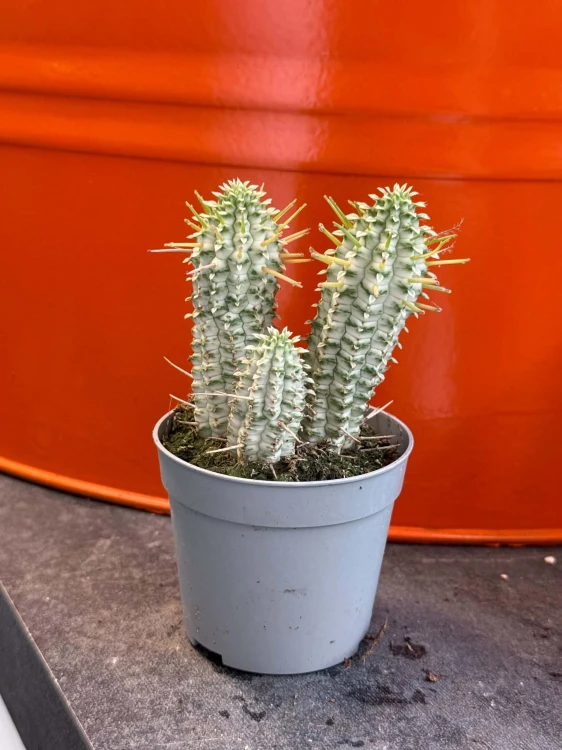 Euphorbia mammillaris wilczomlecz variegata  (1).jpg
