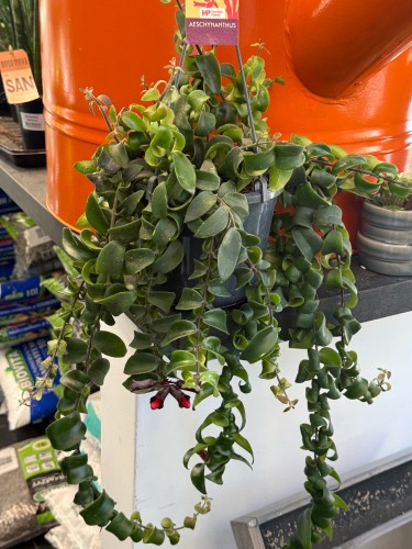 Eszynantus 'Rasta'  Aeschynanthus Rasta (2).jpeg