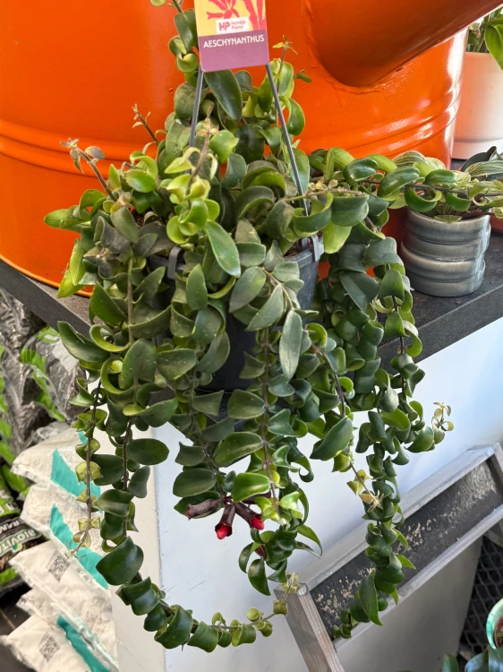 Eszynantus 'Rasta'  Aeschynanthus Rasta (3).jpeg