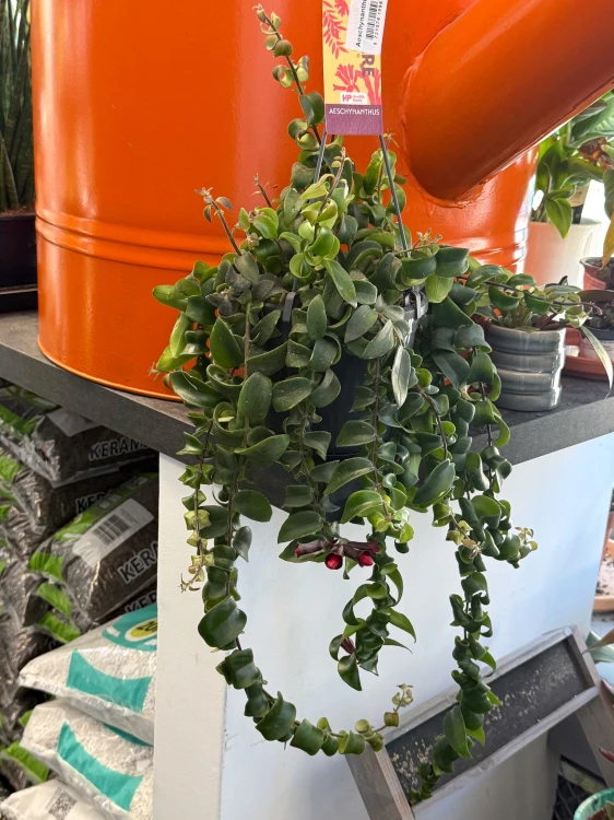 Eszynantus 'Rasta'  Aeschynanthus Rasta (1).jpeg