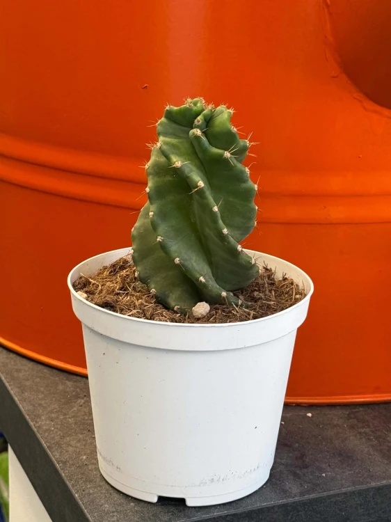 Cereus jamacaru ‘Spiralis’  kaktus spiralny (1).jpg