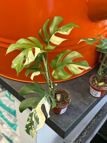 Monstera Minima Variegata (2).jpg