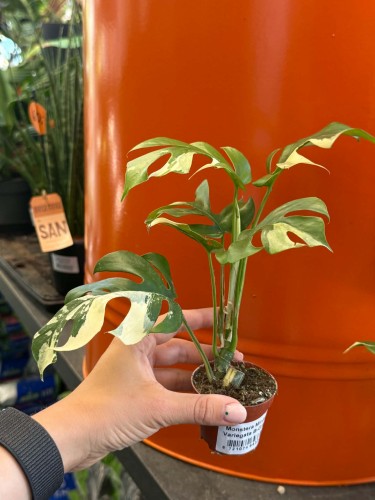 Monstera Minima Variegata (3).jpg