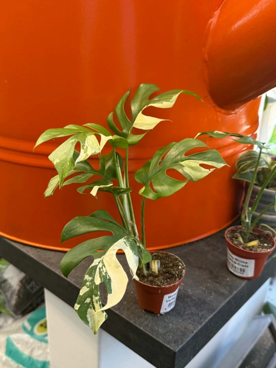 Monstera Minima Variegata (4).jpg