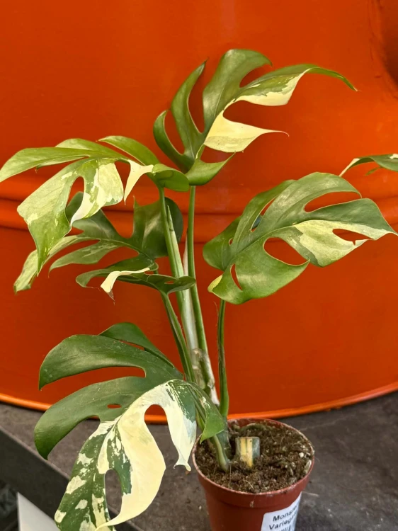 Monstera Minima Variegata (1).jpg