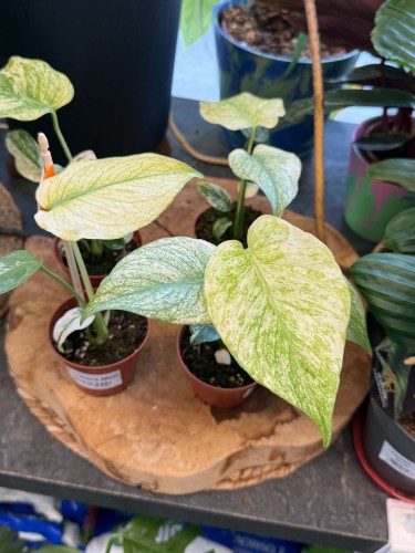 Monstera Mint / Monstera deliciosa 'Mint
