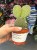 Opuncja  Opuntia Macrocalyx  Opuntia macrocalyx (2).jpg