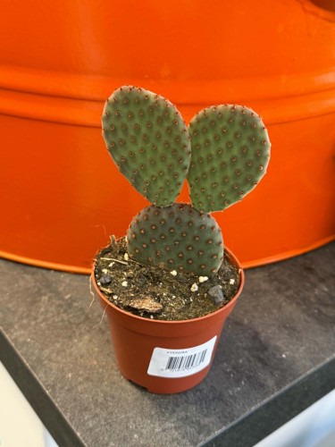 Opuncja  Opuntia Macrocalyx  Opuntia macrocalyx (3).jpg