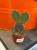Opuncja  Opuntia Macrocalyx  Opuntia macrocalyx (3).jpg