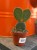 Opuncja  Opuntia Macrocalyx  Opuntia macrocalyx (4).jpg