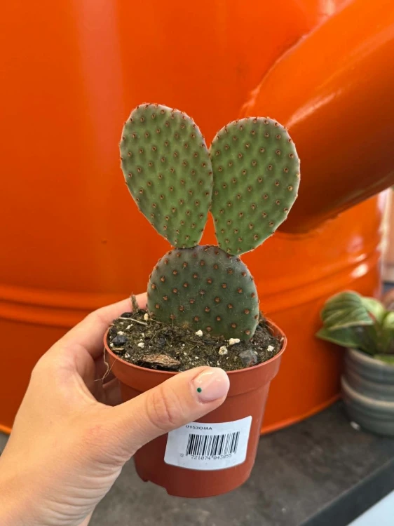 Opuncja  Opuntia Macrocalyx  Opuntia macrocalyx (1).jpg