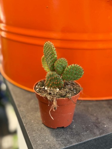 Opuncja królicze uszy  Opuntia Microdasys Rufida  Opuntia microdasys var. rufida (2).jpg