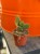 Opuncja królicze uszy  Opuntia Microdasys Rufida  Opuntia microdasys var. rufida (2).jpg