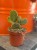 Opuncja królicze uszy  Opuntia Microdasys Rufida  Opuntia microdasys var. rufida (3).jpg