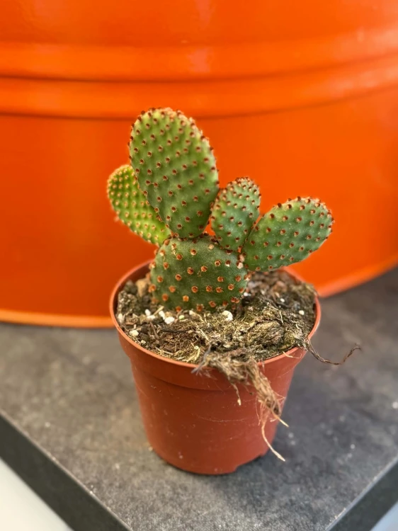 Opuncja królicze uszy  Opuntia Microdasys Rufida  Opuntia microdasys var. rufida (1).jpg