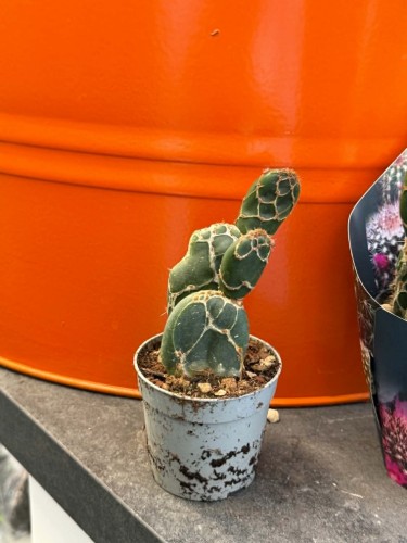Opuncja Cobra  Opuntia zebrina f. reticulata 'Cobra' (2).jpg