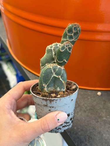 Opuncja Cobra  Opuntia zebrina f. reticulata 'Cobra' (1).jpg