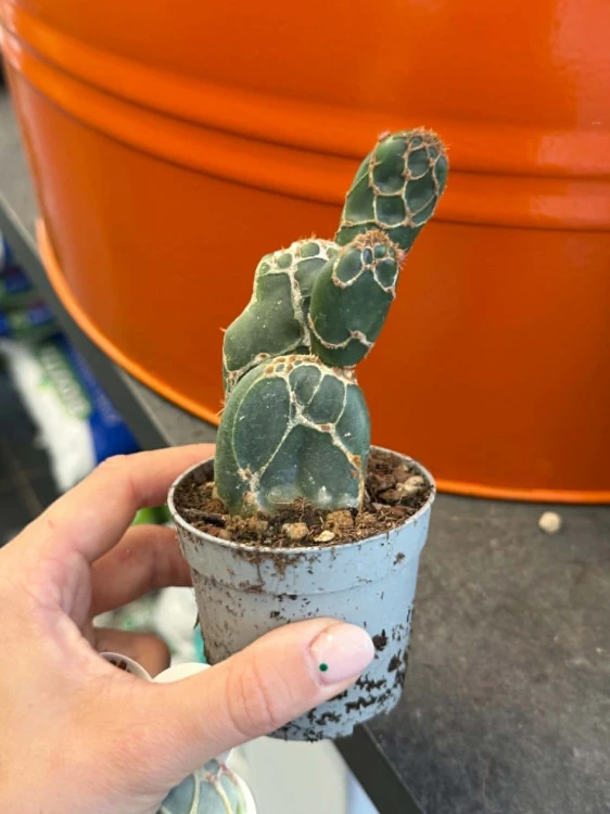 Opuncja Cobra  Opuntia zebrina f. reticulata 'Cobra' (1).jpg